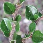 Cotoneaster horizontalis leaf picture by Giode Tonpino (cc-by-sa)