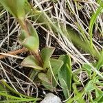 Gentiana utriculosa leaf picture by mathieu paul (cc-by-sa)