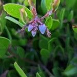 Arctostaphylos stanfordiana flower picture by Johnny Poppyseed (cc-by-sa)