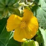 Abutilon grandifolium flower picture by Trap Hers (cc-by-sa)