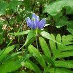 Gentiana clausa flower picture by Bianca Legault (cc-by-sa)