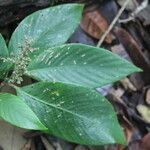 Arachnothryx buddleioides leaf picture by Nelson Zamora Villalobos (cc-by-nc)