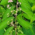 Callicarpa dichotoma flower picture by Lucy Uncu (cc-by-sa)