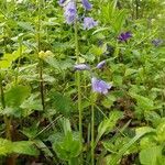 Hyacinthoides hispanica habit picture by Schinkel Rolf (cc-by-sa)