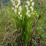 Cephalanthera longifolia habit picture by lolo P (cc-by-sa)