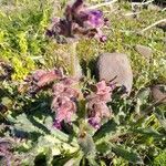 Anchusa undulata habit picture by fabricekx (cc-by-sa)