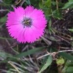 Dianthus pavonius leaf picture by pierre kurzenne (cc-by-sa)