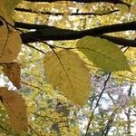 Ulmus laevis leaf picture by Volker Koenig (cc-by-sa)