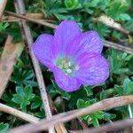 Geranium sibbaldioides flower picture by Fabien Anthelme (cc-by-sa)