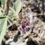 Phacelia secunda flower picture by Trap Hers (cc-by-sa)