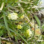 Galium megalospermum flower picture by Lennaert Steen (cc-by-sa)