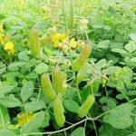 Crotalaria laburnifolia fruit picture by Mayoge Bukapuka (cc-by-sa)