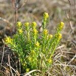 Euphorbia seguieriana habit picture by Manon Bounous (cc-by-sa)