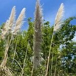 Cortaderia selloana fruit picture by Milan Boutros (cc-by-sa)