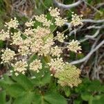 Peucedanum ostruthium flower picture by Yoan MARTIN (cc-by-sa)