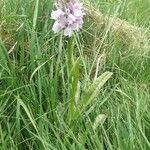 Dactylorhiza maculata habit picture by Béatrice Mazeau (cc-by-sa)