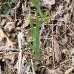 Iris pumila leaf picture by Josh Murray (cc-by-sa)