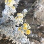 Achillea maritima flower picture by Diego Alex (cc-by-sa)