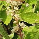 Terminalia prunioides flower picture by susan brown (cc-by-sa)