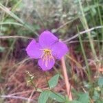 Rhexia virginica flower picture by Justin Booher (cc-by-sa)