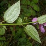 Arthrostemma ciliatum flower picture by Nelson Zamora Villalobos (cc-by-nc)