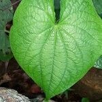 Piper umbellatum leaf picture by Atencio Victor (cc-by-sa)