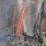 Umbilicus rupestris habit picture by Patrick Behr (cc-by-sa)