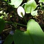 Calla palustris flower picture by Andrzej Pasierbinski (cc-by-sa)