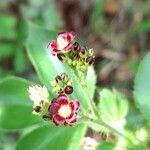 Jatropha gossypiifolia flower picture by Trap Hers (cc-by-sa)