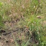 Themeda triandra habit picture by Leigh Winowiecki (cc-by-sa)