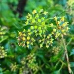 Bupleurum fruticosum fruit picture by HISTOgraphie fourrierlavie (cc-by-sa)