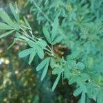 Lespedeza virginica leaf picture by Frank Pitts (cc-by-sa)