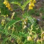 Astragalus penduliflorus leaf picture by Jachen Armon Pitsch (cc-by-sa)