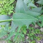 Silphium radula leaf picture by K. R. (cc-by-sa)