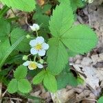 Fragaria virginiana flower picture by Marilyse Goulet (cc-by-sa)