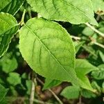 Euonymus verrucosus leaf picture by Marcin Janus (cc-by-sa)