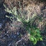 Artemisia vulgaris habit picture by Contented88 (cc-by-sa)