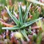 Phylloscirpus deserticola leaf picture by Fabien Anthelme (cc-by-sa)