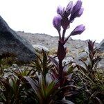 Gentianella foliosa leaf picture by Fabien Anthelme (cc-by-sa)