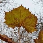 Platanus occidentalis leaf picture by Chris Ehrich (cc-by-sa)