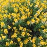 Genista hirsuta habit picture by Gon Gon (cc-by-sa)