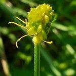 Ranunculus bulbosus fruit picture by Alain Champrigaud (cc-by-sa)