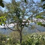 Hymenaea courbaril habit picture by Calderón Caldas Douglas (cc-by-sa)