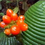 Notopleura polyphlebia fruit picture by SINAC Pérez Greivin (cc-by-sa)