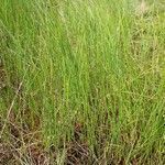 Juncus filiformis habit picture by Yoan MARTIN (cc-by-sa)