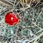 Gymnocalycium baldianum habit picture by Trap Hers (cc-by-sa)