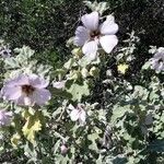 Malva trimestris flower picture by Christiane sarrade (cc-by-sa)