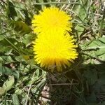 Taraxacum mattmarkense flower picture by Eric Bossard (cc-by-sa)