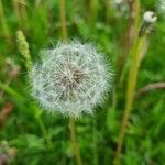 Taraxacum officinale fruit picture by Eldsyn (cc-by-sa)