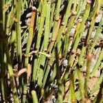 Ephedra viridis leaf picture by Giode Tonpino (cc-by-sa)